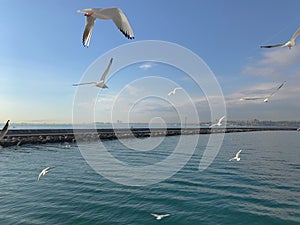 Seagulls flight maneuvers over the sea of Ã¢â¬â¹Ã¢â¬â¹bosphorus of istanbul